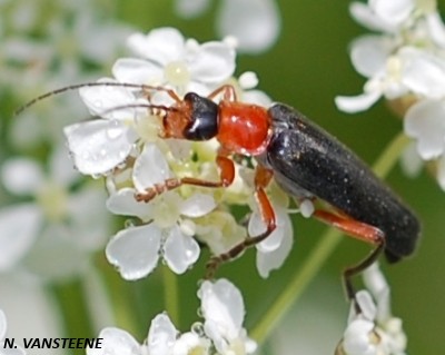 Cantharis pellucida